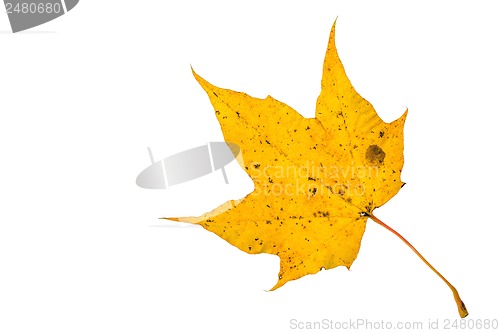 Image of Autumn leaf