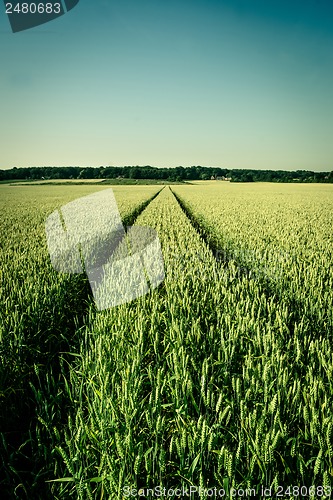 Image of Agriculture field