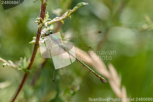 Image of Green damselfly