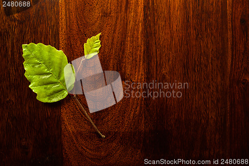 Image of Leaf on wood