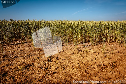 Image of Dry wheat field