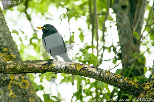 Image of Blackbird in a tree