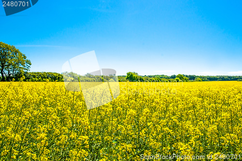 Image of Rapeseed field