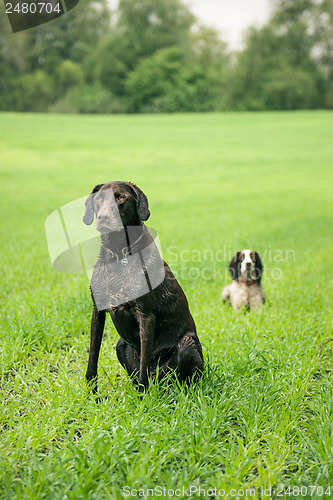 Image of Two dogs