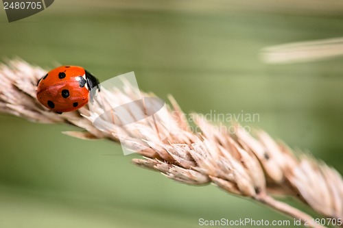 Image of Cute ladybug