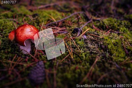 Image of Red fungus