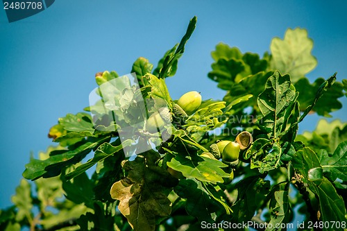 Image of Acorn ripe