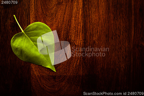 Image of Leaf on wood