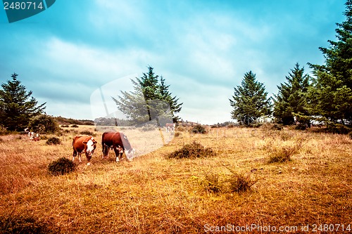 Image of Hereford cattle