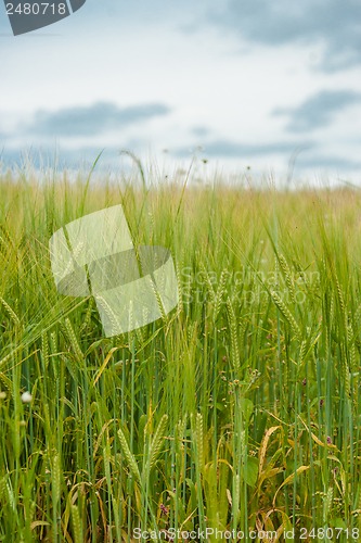 Image of Crops on a field