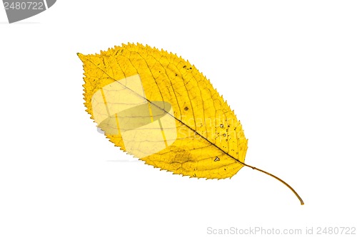 Image of Autumn leaf