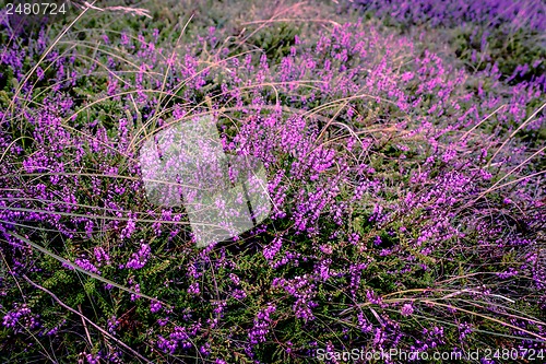 Image of Purple heather
