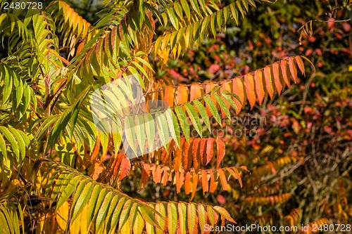 Image of Autumn leaf