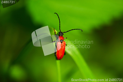 Image of Rhagonycha Fulva