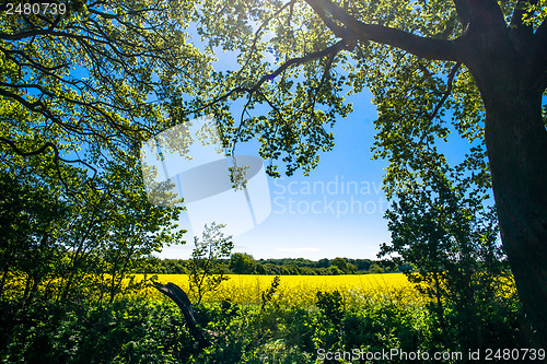 Image of Forest clearing