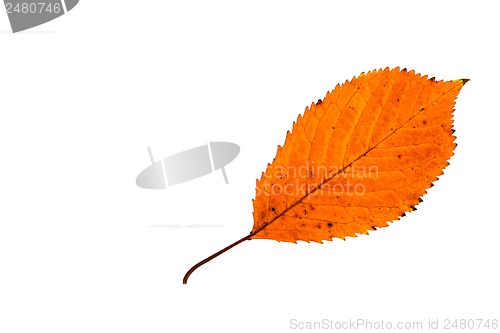 Image of Autumn leaf