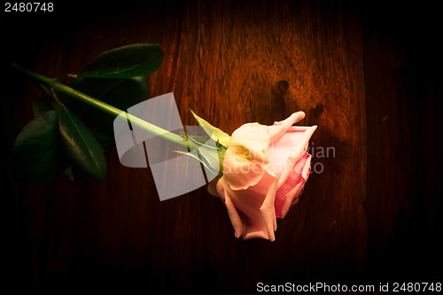Image of Pink rose