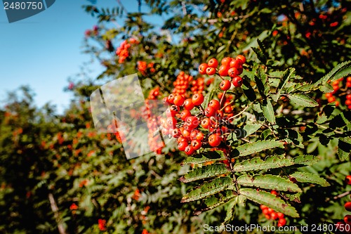 Image of Pyracantha coccinea