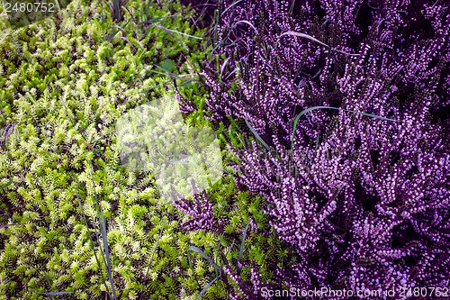 Image of Purple heather