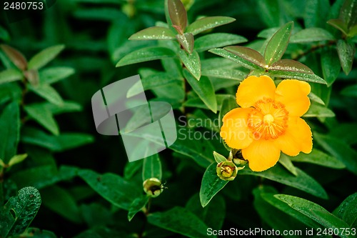 Image of Yellow flower