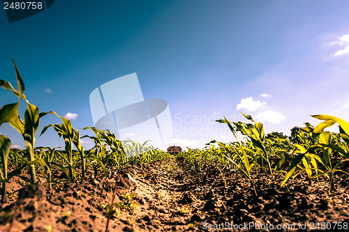 Image of Countryside field crops