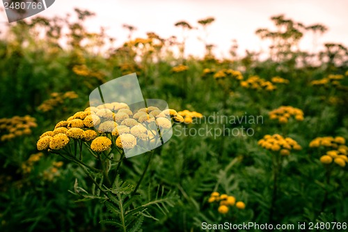 Image of Tanacetum vulgare