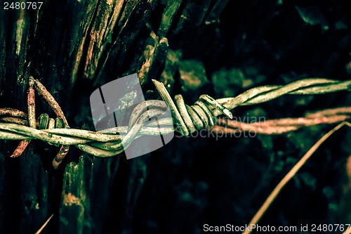 Image of Barb wire