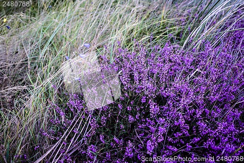 Image of Purple heather