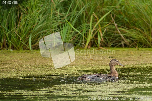 Image of Lake with ducks