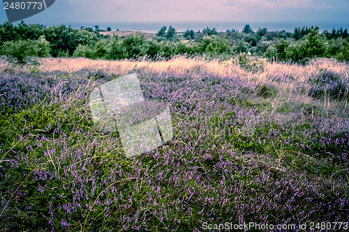 Image of Purple heather