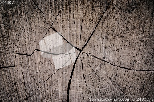 Image of Tree trunk close-up