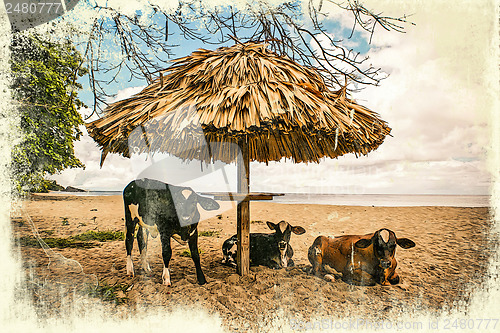 Image of Cows on vacation