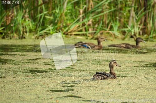 Image of Lake with ducks