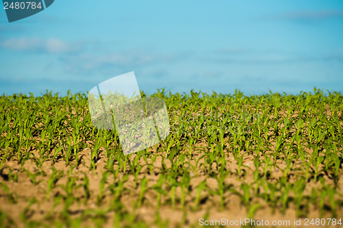 Image of Crops field