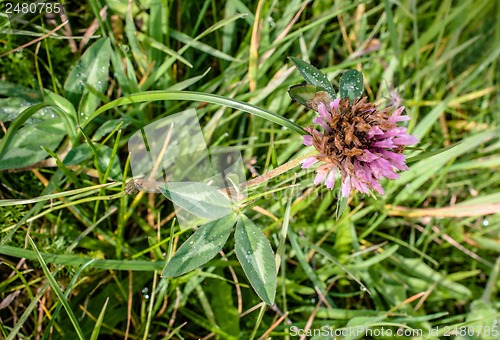 Image of Clover flower