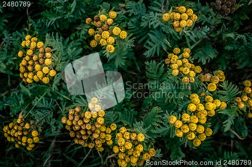 Image of Tanacetum vulgare