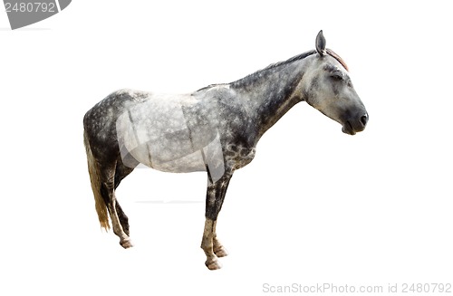 Image of Grey horse isolated