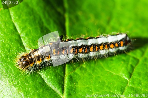 Image of Acronicta Psi