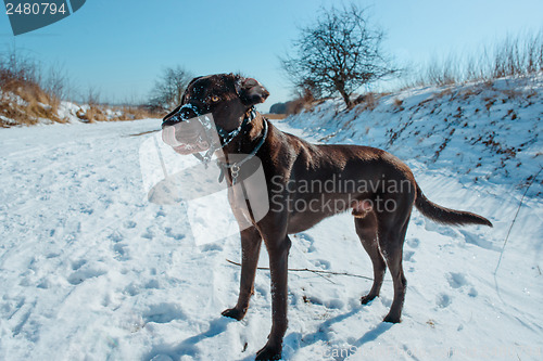 Image of Winter dog