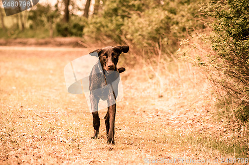 Image of Running dog