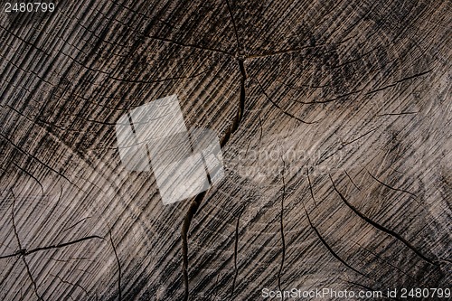 Image of Tree trunk close-up