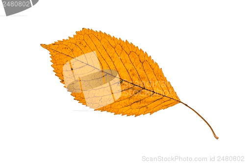 Image of Autumn leaf