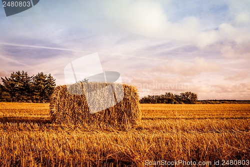 Image of Harvested straw bale