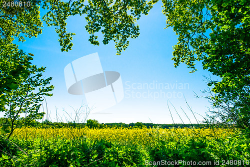 Image of Rapeseed field