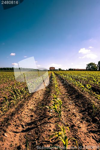 Image of Countryside field crops