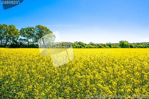 Image of Rapeseed field