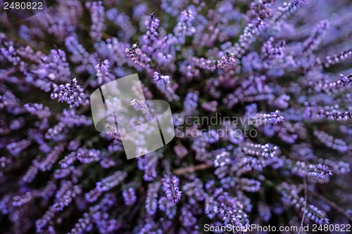 Image of Purple heather