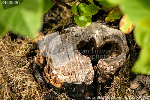 Image of Heart in wood