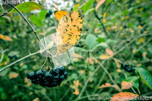 Image of Aronia Melanocarpa in nature