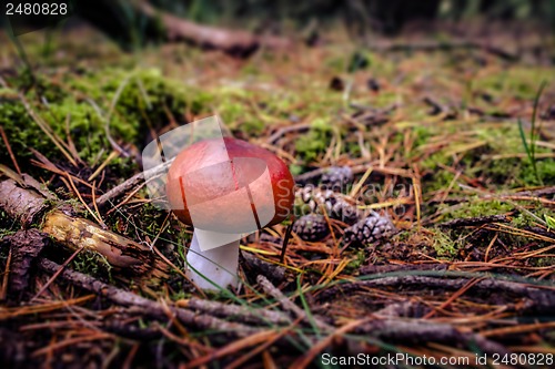 Image of Red fungus